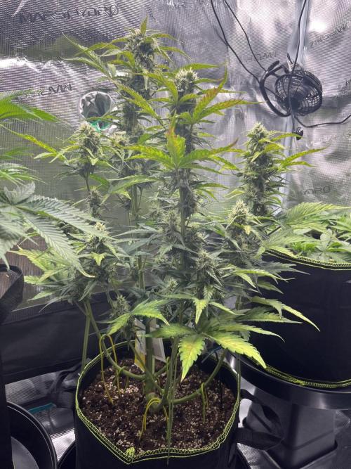 Auto Blackberry Kush Indoor. Week 7