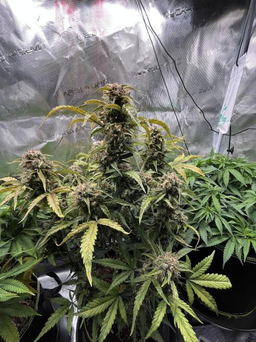 Auto Blackberry Kush Indoor. Week 8