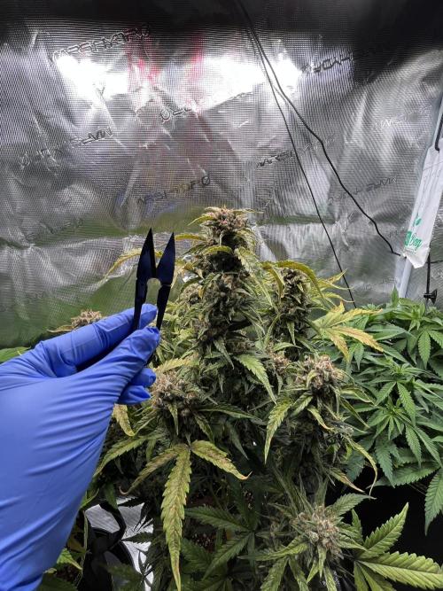 Auto Blackberry Kush Indoor. Week 8