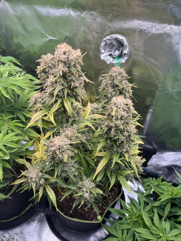 Auto Blackberry Kush Indoor. Week 9