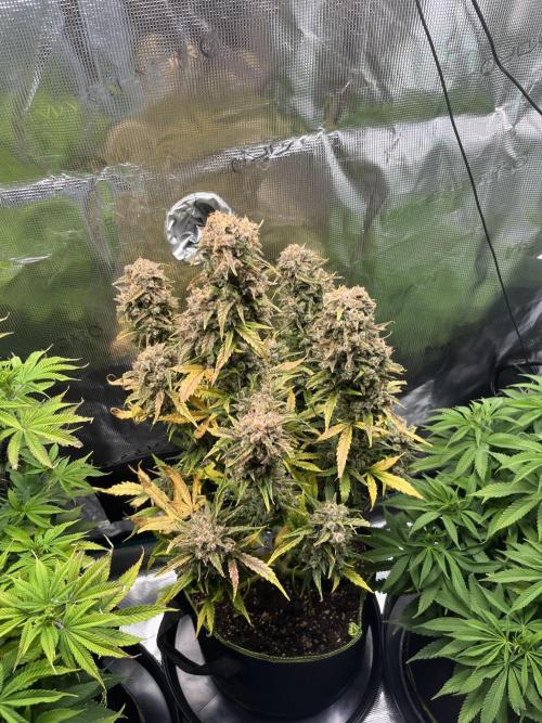 Auto Blackberry Kush Indoor. Week 10