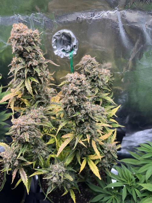 Auto Blackberry Kush Indoor. Week 10