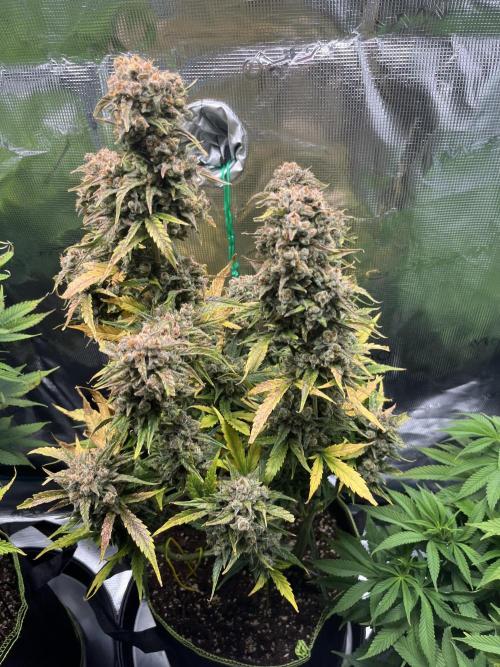 Auto Blackberry Kush Indoor. Week 10