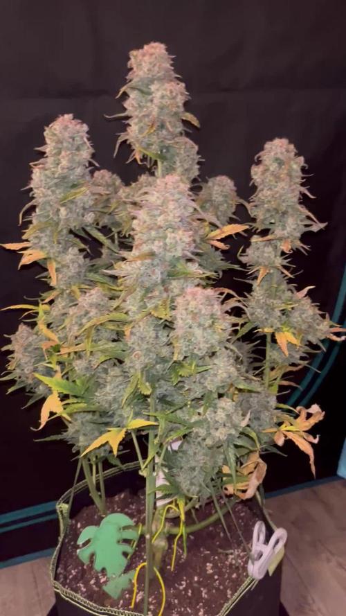 Auto Blackberry Kush Indoor