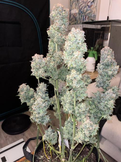 Auto Blackberry Kush Indoor. Week 11