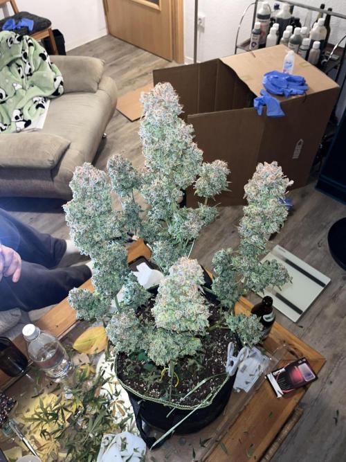 Auto Blackberry Kush Indoor. Week 11