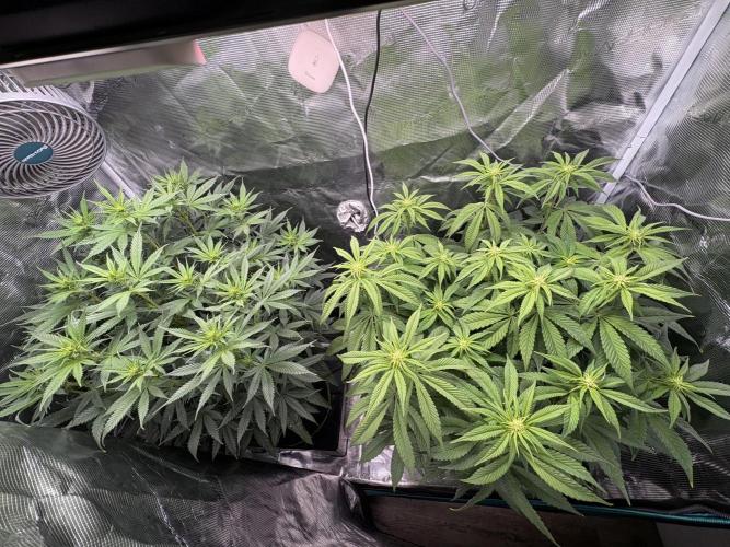 Winter Indoor Grow 2025-2026. Week 10