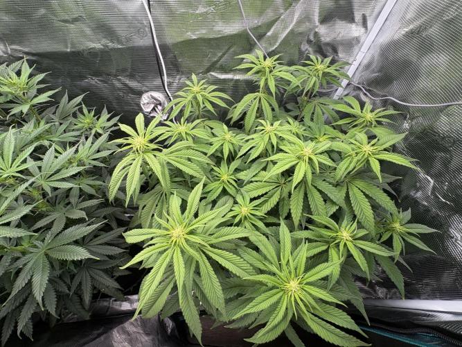 Winter Indoor Grow 2025-2026. Week 10