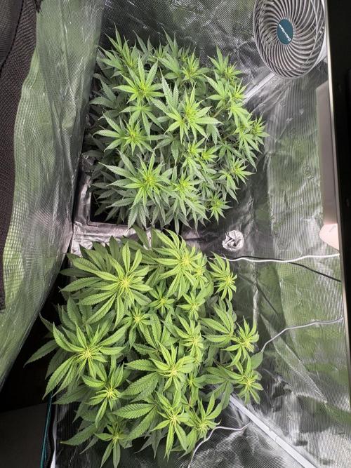 Winter Indoor Grow 2025-2026. Week 10