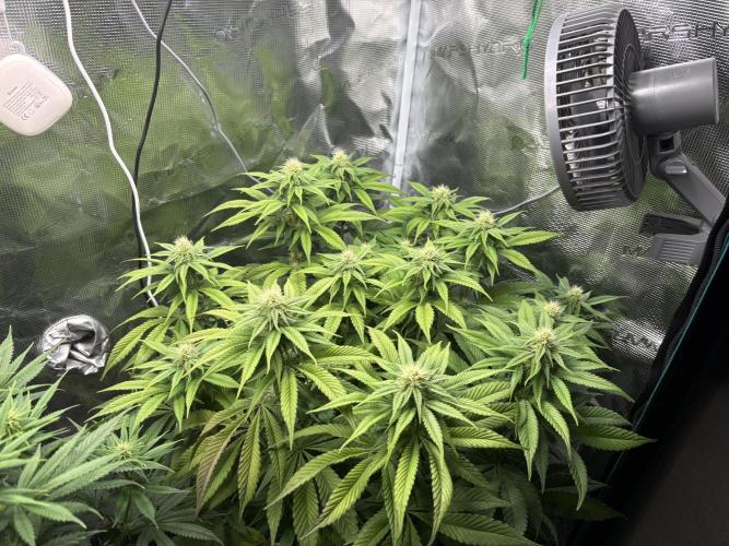 Winter Indoor Grow 2025-2026. Week 11 - Purple Oreos Flower Day 20
