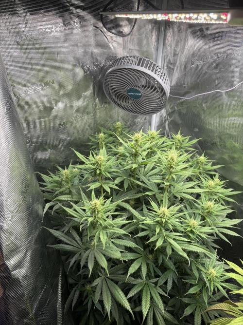 Winter Indoor Grow 2025-2026. Week 11 - Tarte Tatin Flower Day 20
