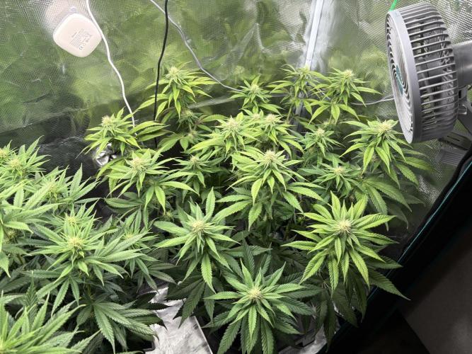 Winter Indoor Grow 2025-2026. Week 12 - Purple Oreoz Flower Day 21 - First Defoliation