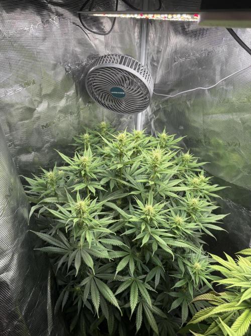 Winter Indoor Grow 2025-2026. Week 12 - Tarte Tatin Flower Day 21