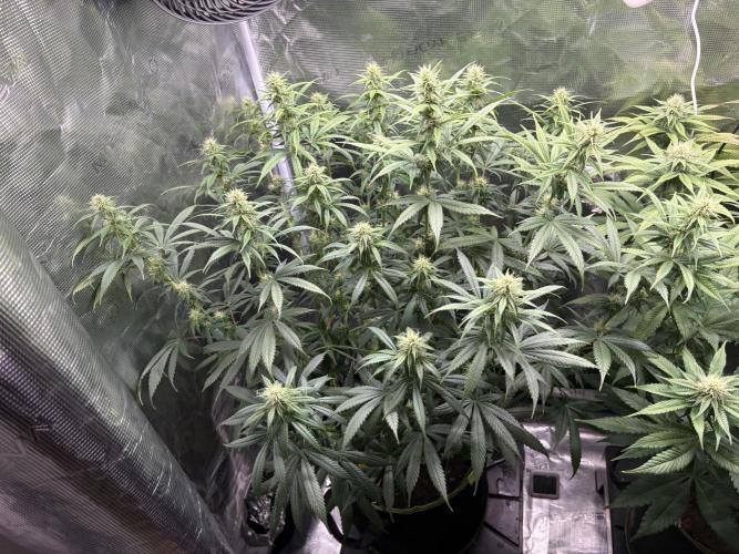 Winter Indoor Grow 2025-2026. Week 12 - Tarte Tatin Flower Day 23 - First Defoliation