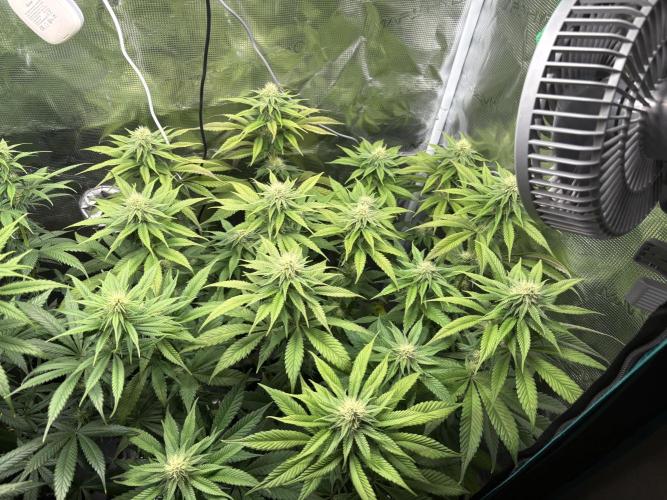 Winter Indoor Grow 2025-2026. Week 12 - Purple Oreoz Flower Day 23