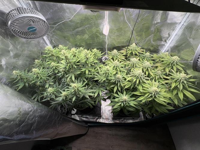 Winter Indoor Grow 2025-2026. Week 12 - Flower Day 28