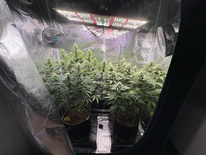Winter Indoor Grow 2025-2026. Week 12 - Flower Day 28