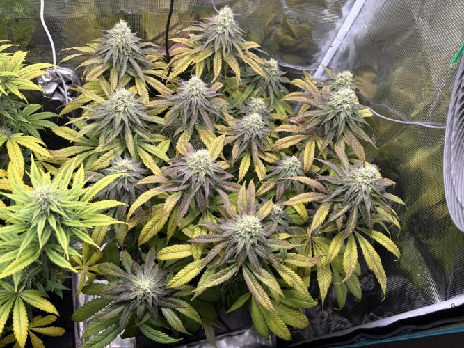 Winter Indoor Grow 2025-2026. Week 13