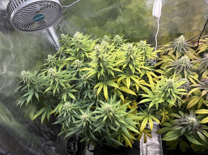 Winter Indoor Grow 2025-2026. Week 13