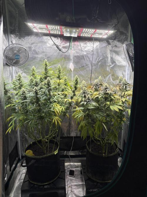 Winter Indoor Grow 2025-2026. Week 13