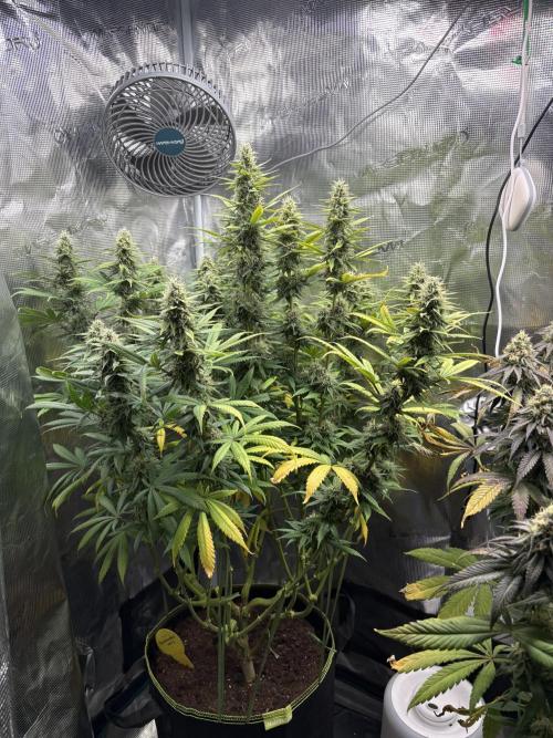 Winter Indoor Grow 2025-2026. Week 14