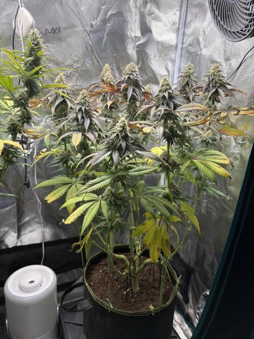 Winter Indoor Grow 2025-2026. Week 14