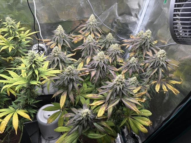 Winter Indoor Grow 2025-2026. Week 14