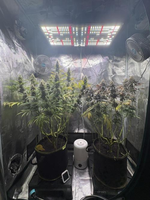 Winter Indoor Grow 2025-2026. Week 15