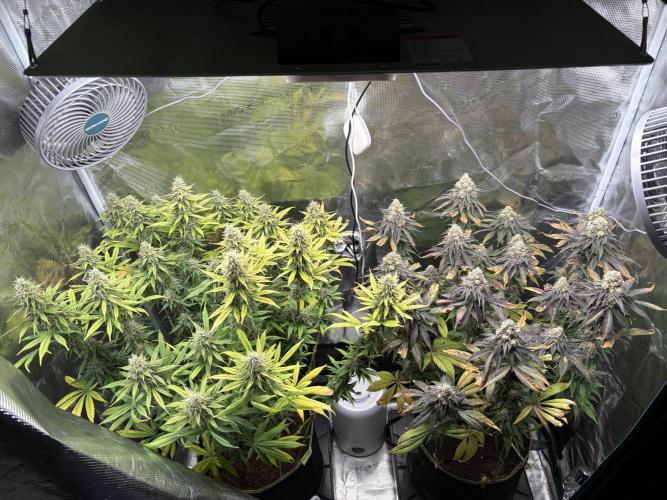 Winter Indoor Grow 2025-2026. Week 15
