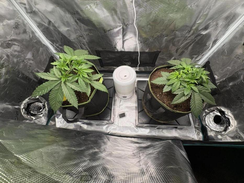 Tarte Tatin Indoor. Week 4