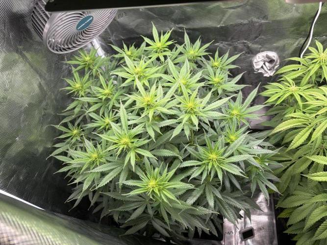 Winter Indoor Grow 2025-2026. Week 11 - Tarte Tatin Flower Day 16