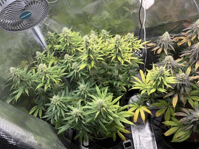 Winter Indoor Grow 2025-2026. Week 14