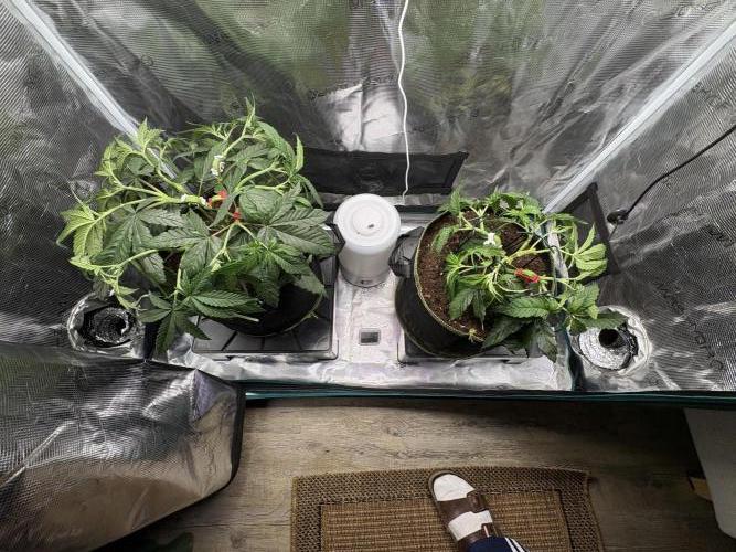 Tarte Tatin Indoor. Week 6