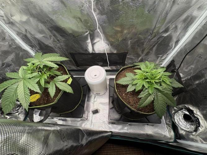 Tarte Tatin Indoor. Week 3 - Left plant