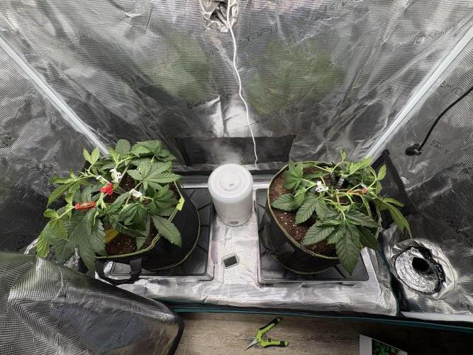 Tarte Tatin Indoor. Week 5