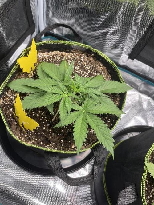 Auto Blackberry Kush Indoor. Week 3