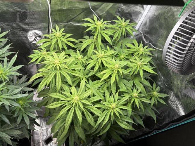 Winter Indoor Grow 2025-2026. Week 11 - Purple Oreos Flower Day 16