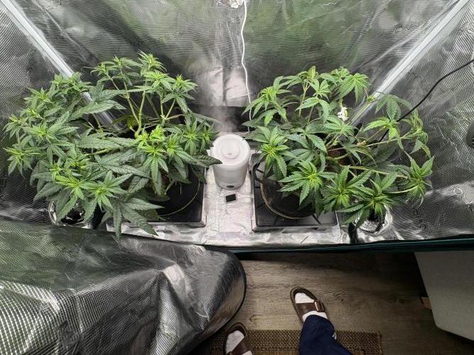 Tarte Tatin Indoor. Week 8