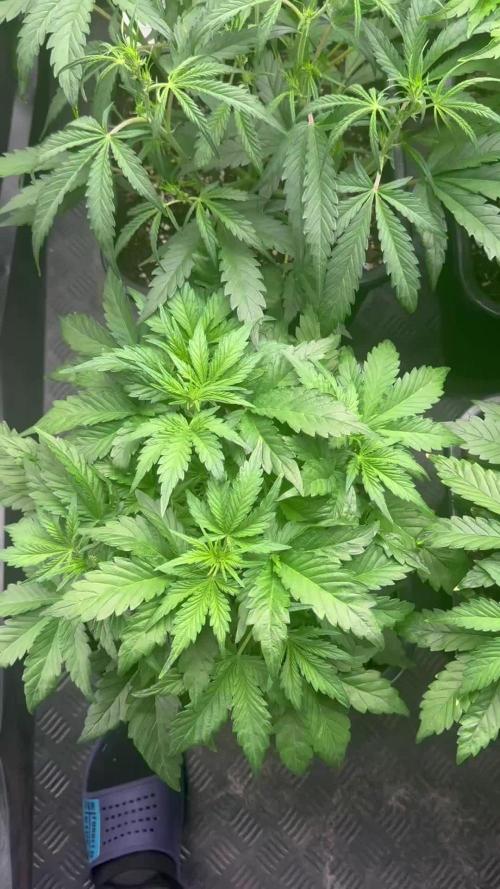 Sweet seeds auto mix