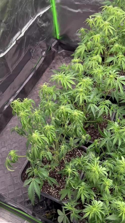 Sweet seeds auto mix