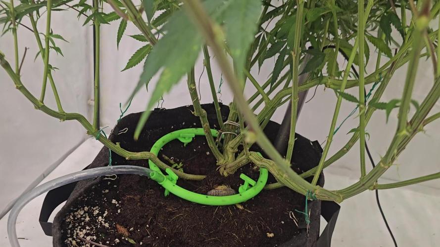 TPB DAY 6 Purpel Lemoned