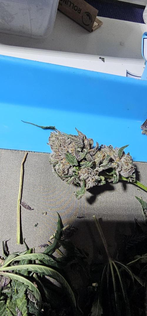 Lemon cherry Gelato. Week 15