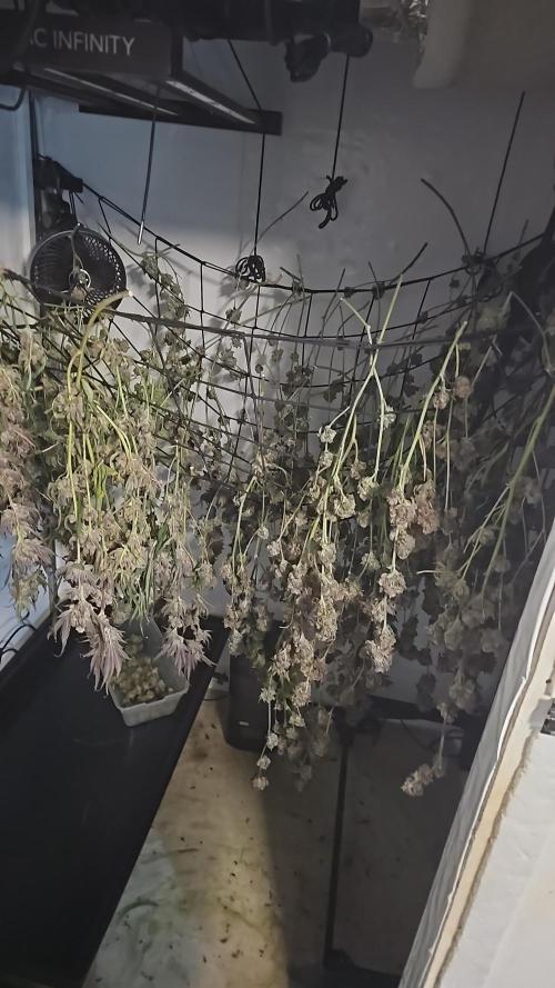 Lemon cherry Gelato. Week 15