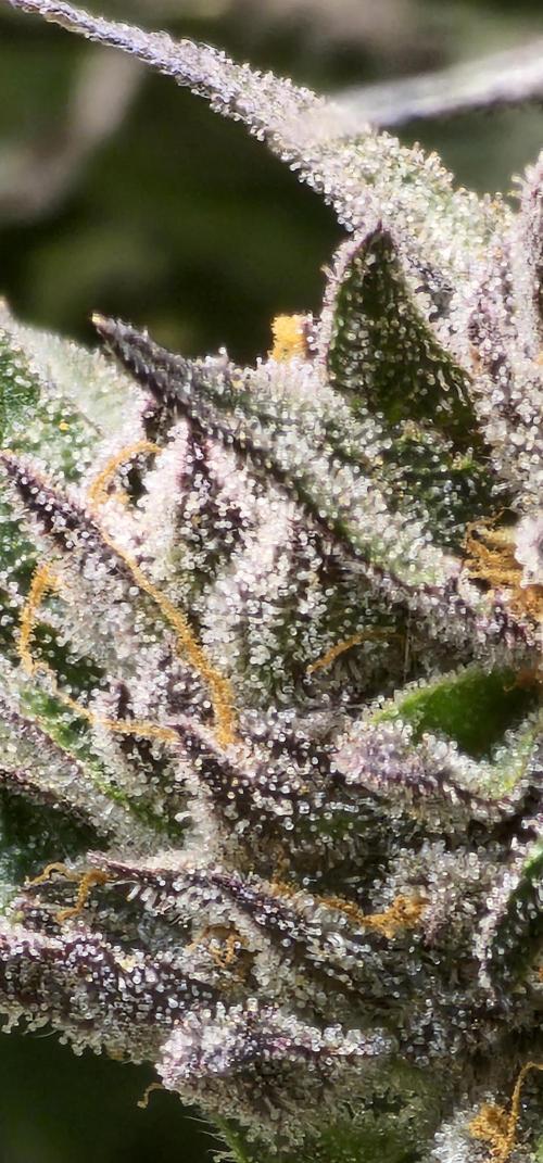 Lemon cherry Gelato. Week 15