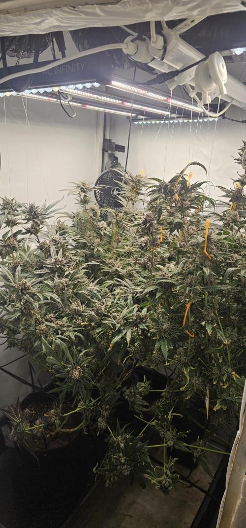 Lemon cherry Gelato. Week 15