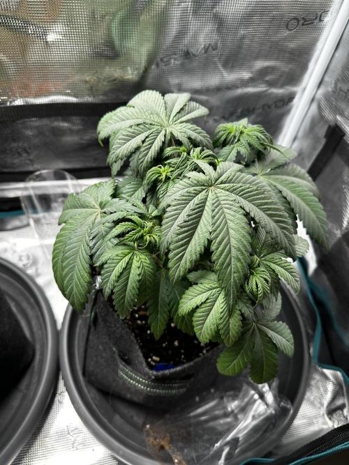 2. Grow - Gelato 44 / Alien OG. Week 4 - Gelato 44