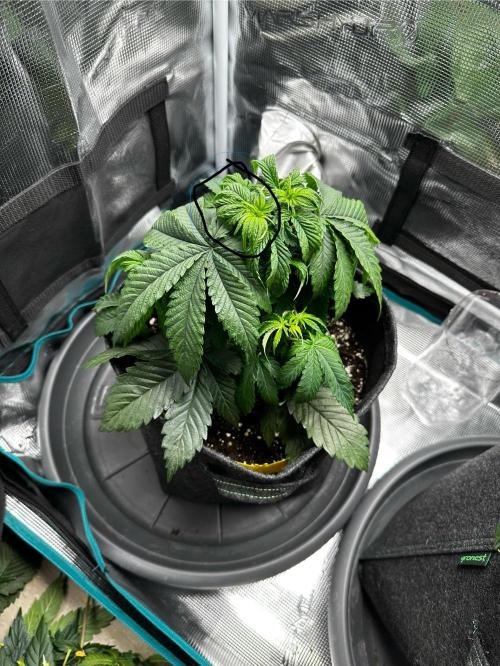 2. Grow - Gelato 44 / Alien OG. Week 4 - Alien OG