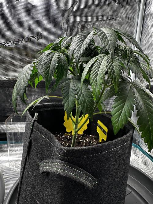 2. Grow - Gelato 44 / Alien OG. Week 4 - Gelato 44