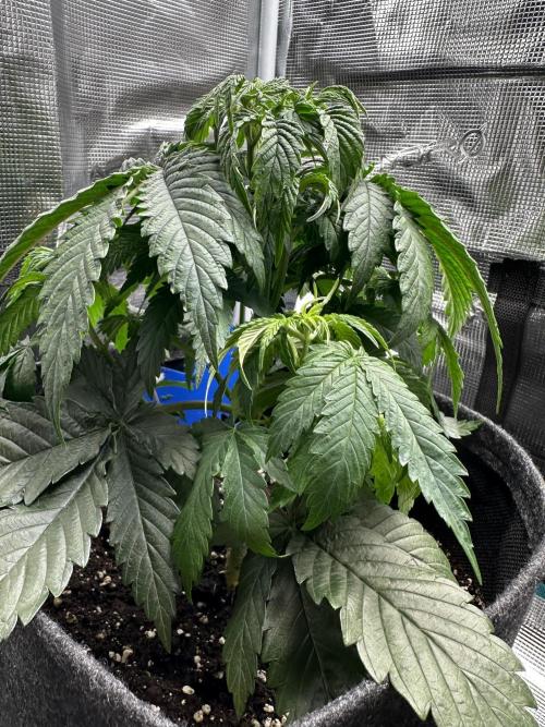 2. Grow - Gelato 44 / Alien OG. Week 4 - Alien OG