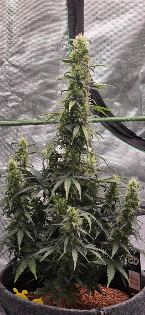 Automatik run. Week 5 - Mexican Airlines Auto